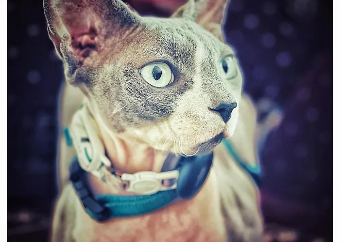 Zakatek Bed & Breakfast Lidzbark Welski